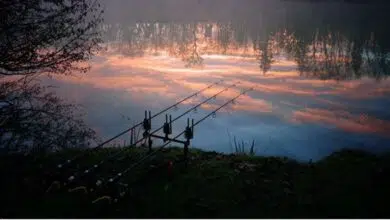 Pêcher la carpe dans les eaux frodies