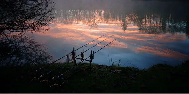 Pêcher la carpe dans les eaux frodies