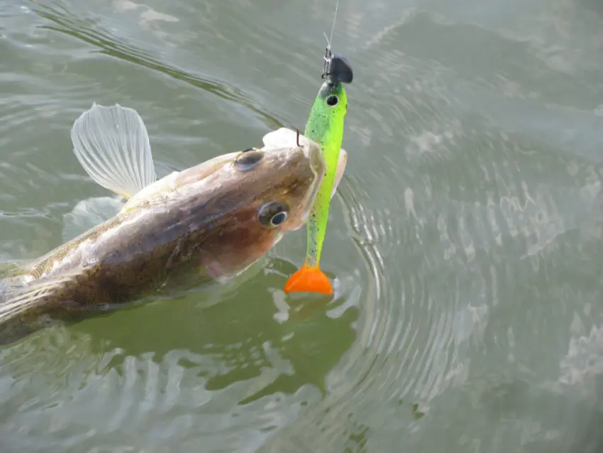 Bien conduire son leurre souple quand on pêche le carnassier en verticale