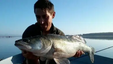 Bien conduire son leurre souple quand on pêche le carnassier en verticale