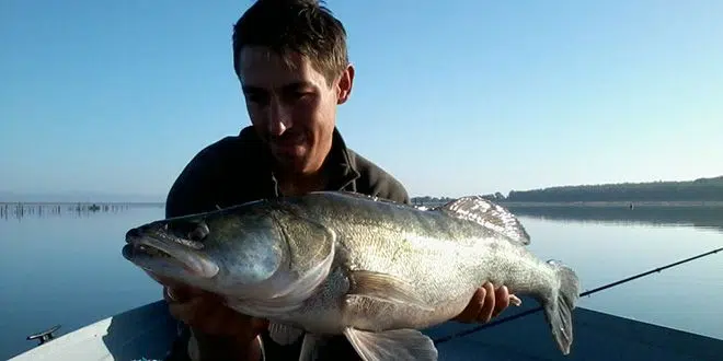 Bien conduire son leurre souple quand on pêche le carnassier en verticale