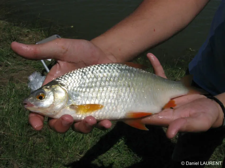 Pêcher dans les Landes