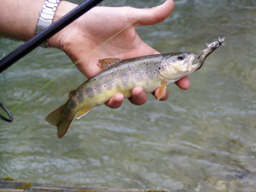 Technqiues de pêche pour pêcher les truites sauvages