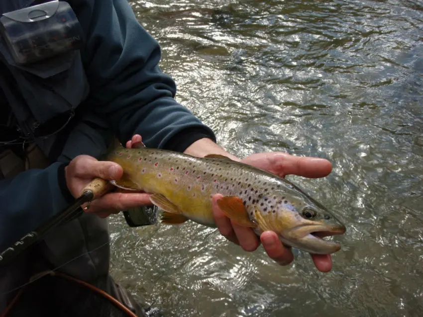 Conseils de pêche pour l'ouverture de la truite