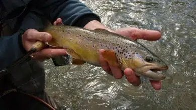 Conseils de pêche pour l'ouverture de la truite