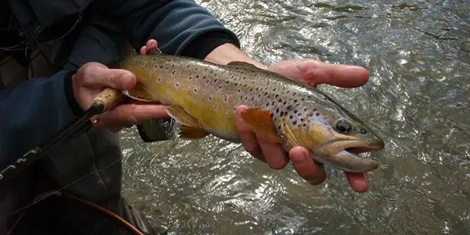 Conseils de pêche pour l'ouverture de la truite