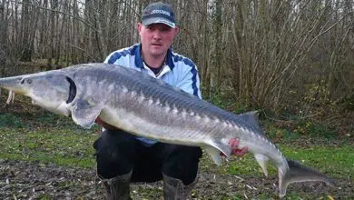 Présentation de l'esturgeon et de sa pêche