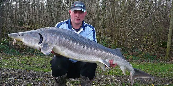 Présentation de l'esturgeon et de sa pêche