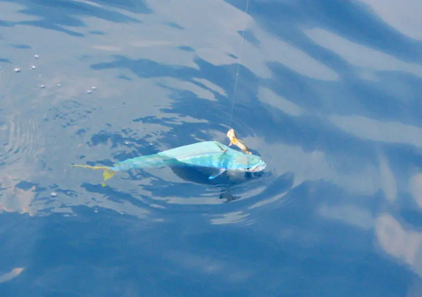 Pêche aux leurres de surface en mer