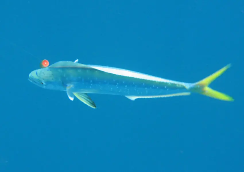 Pêche aux leurres de surface en mer