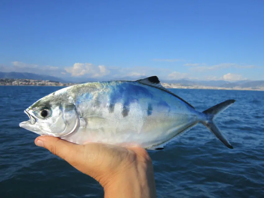 Pêche aux leurres de surface en mer