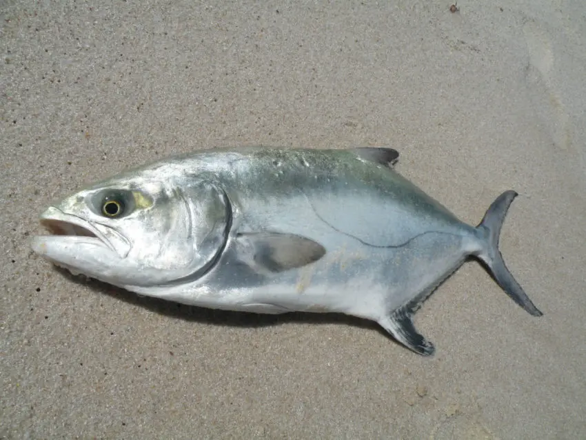 Pêche aux leurres de surface en mer