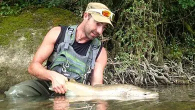 Pêcher la truite au toc à la nymphe