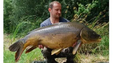 Pêcher la carpe en extrême bordure