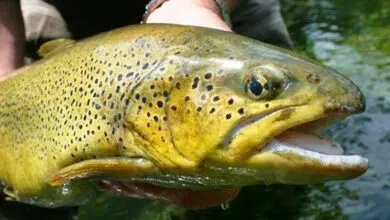 Comment pêcher la truite ? Conseils pour la pêche à la truite