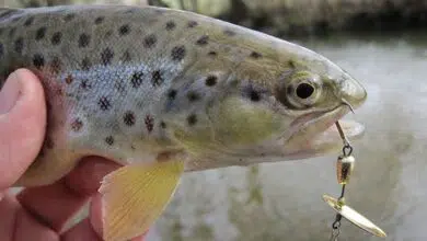 Pêcher la truite à la cuiller