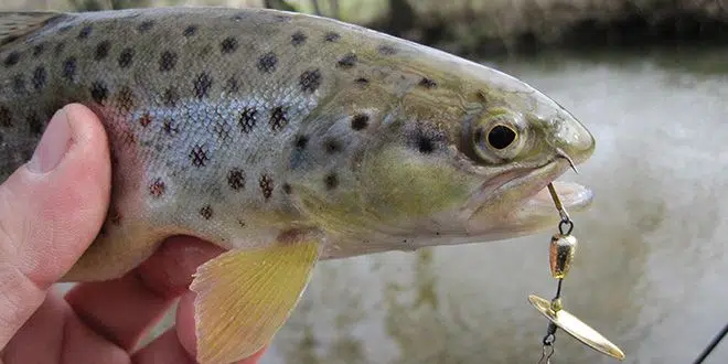 Pêcher la truite à la cuiller