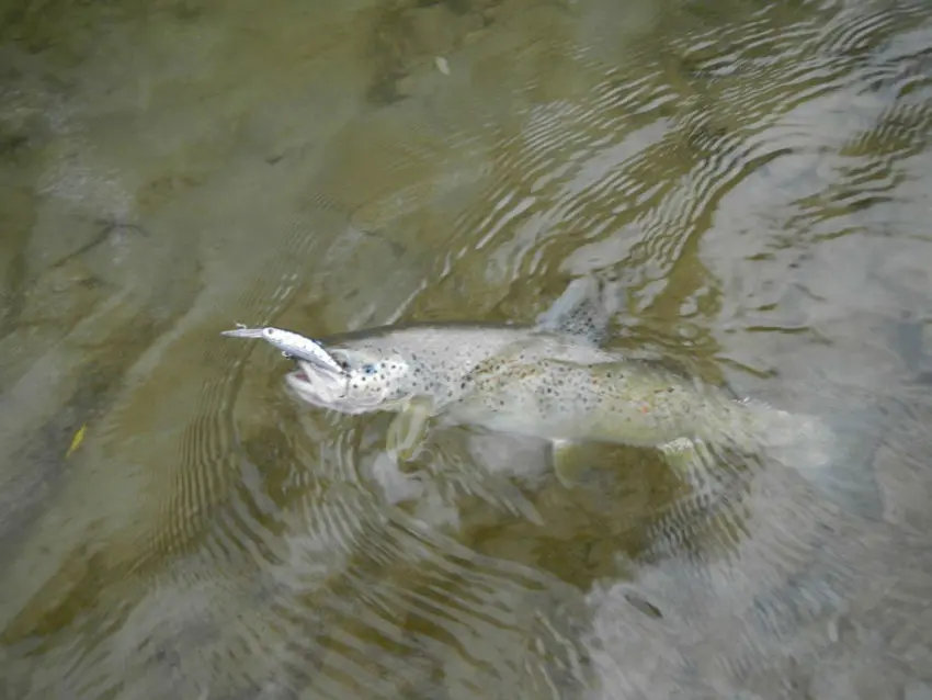 Technique de pêche de la truite aux leurres sinking