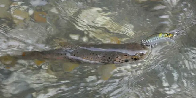 Technique de pêche de la truite aux leurres sinking