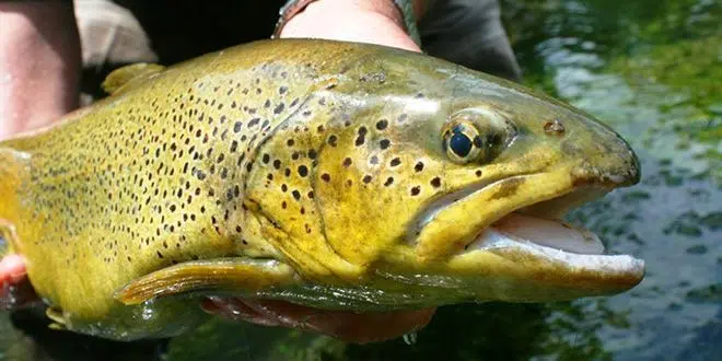 Comment pêcher la truite ? Conseils pour la pêche à la truite