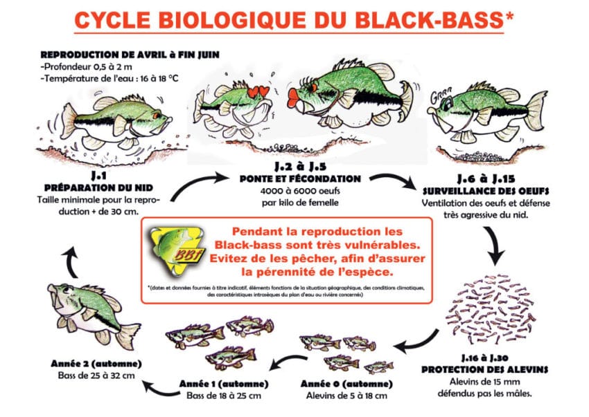 cycle-biologique-black-bass-01