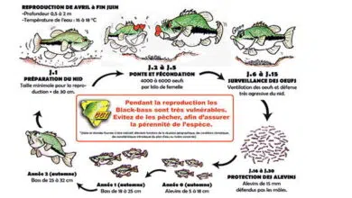 Cycle biologique du black-bass