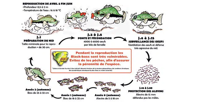 Cycle biologique du black-bass