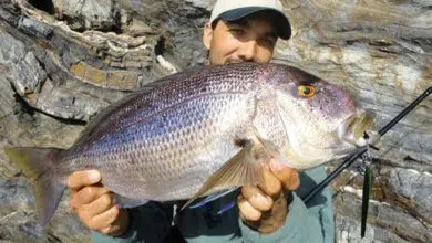 Pêche en mer en shore jigging