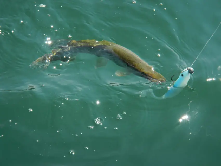 Utiliser la tresse pour pêcher