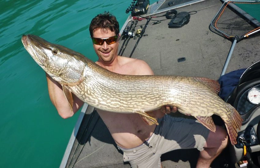 Gros brochet du lac Léman