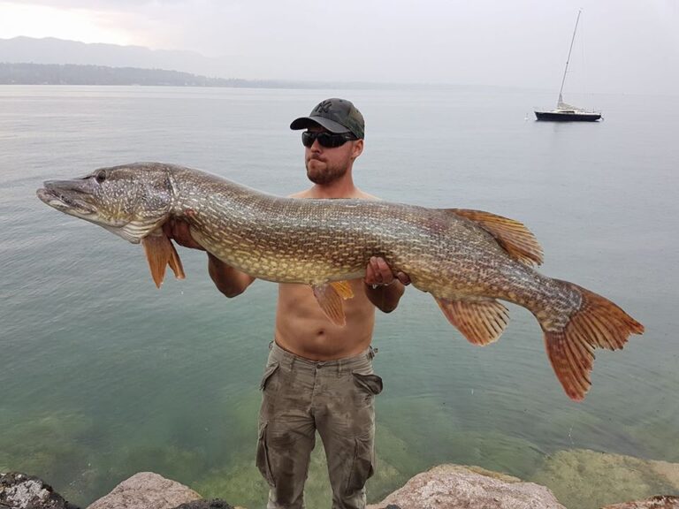 Brochet Record Les 20 plus gros brochets de France