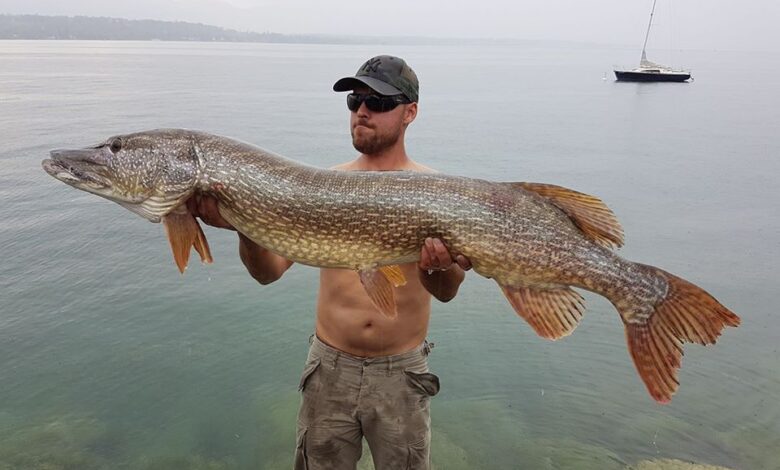 Gros brochet record du lac Léman