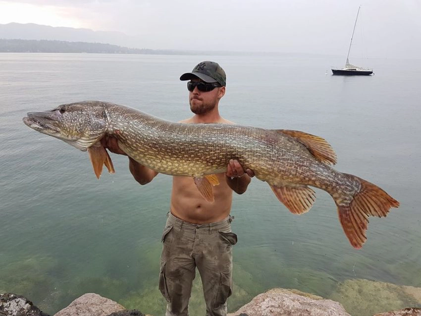 Gros brochet record du lac Léman