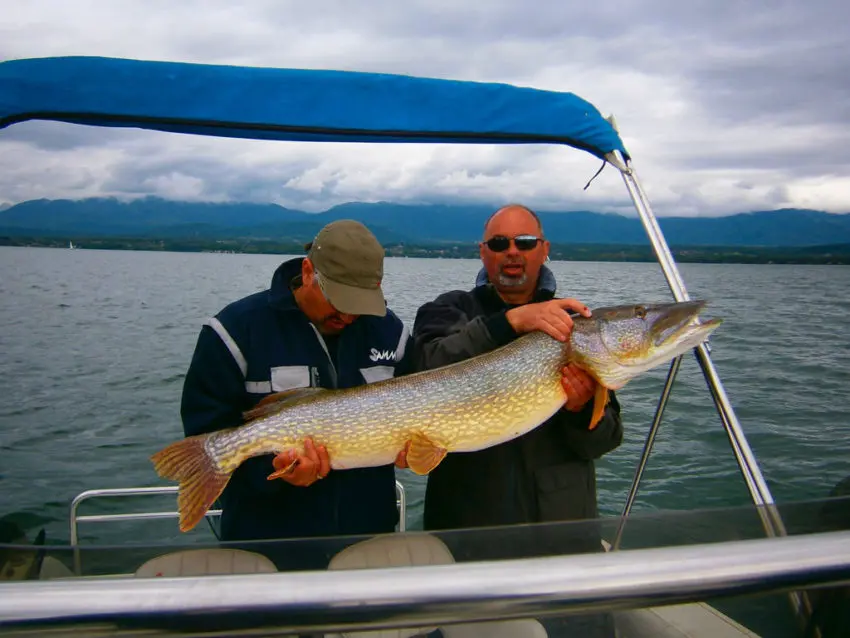 Gros brochet record pris au lac Léman