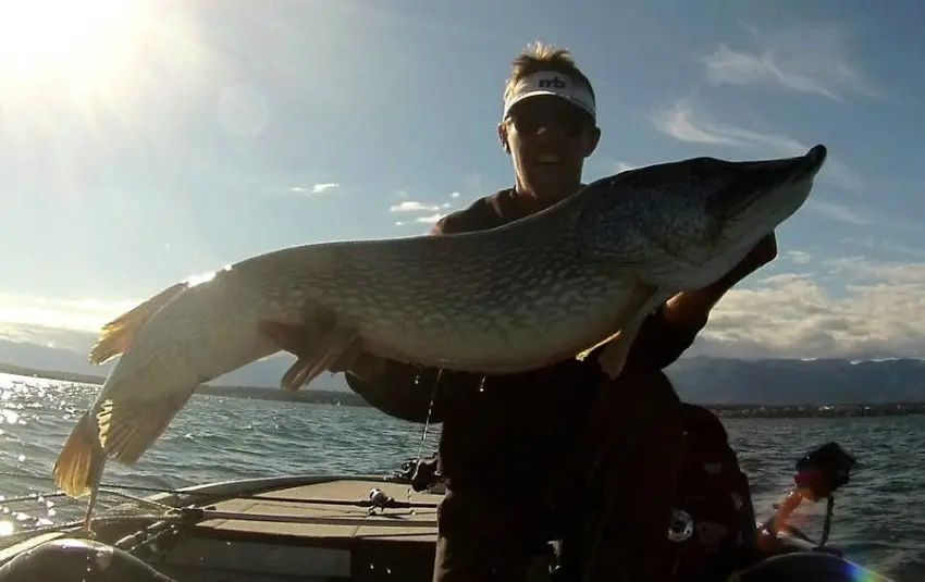 Gros brochet record pris au lac Léman