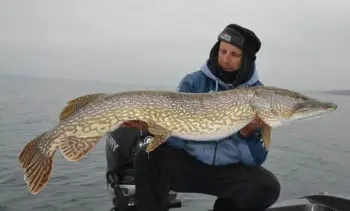 Gros brochet record pris au lac Léman