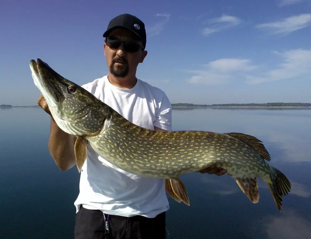 Pêche du brochet dans les bordures à l'ouverture