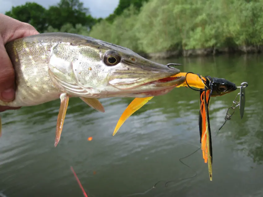 Pêche des carnassiers avec un leurre chatterbait