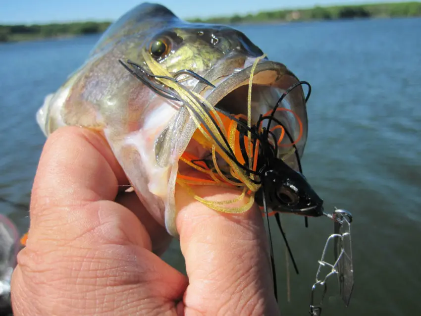 Pêche des carnassiers avec un leurre chatterbait