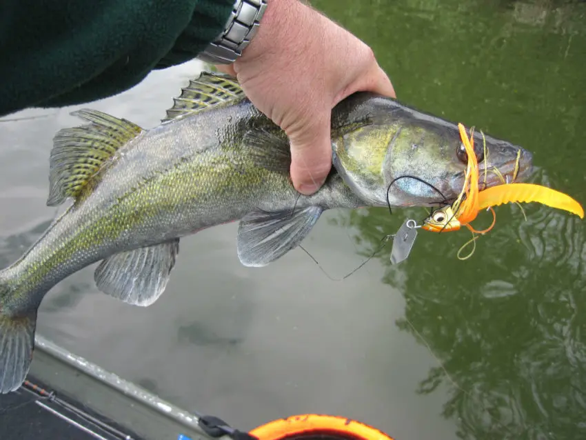 Pêche des carnassiers avec un leurre chatterbait