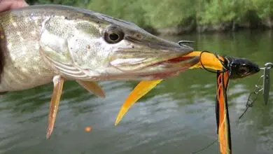 Pêche des carnassiers avec un leurre chatterbait