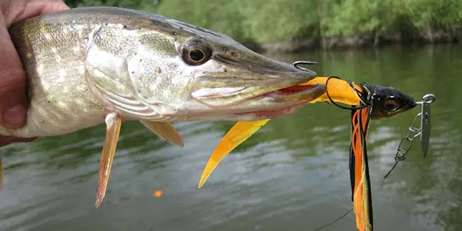 Pêche des carnassiers avec un leurre chatterbait