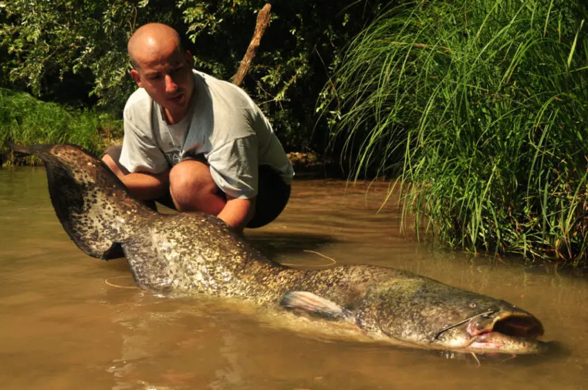 Pêcher le silure au fireball