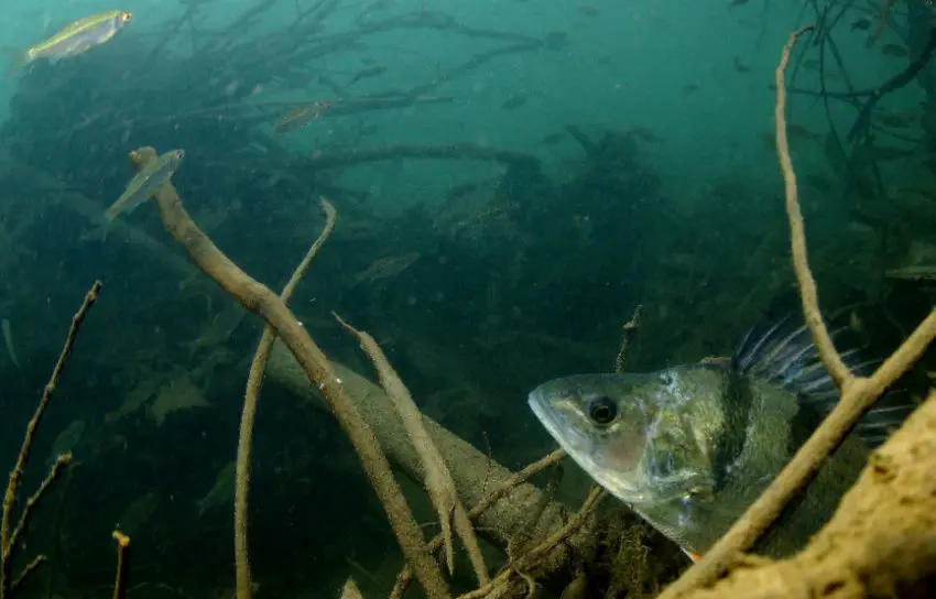 Les meilleurs postes pour pêcher la perche