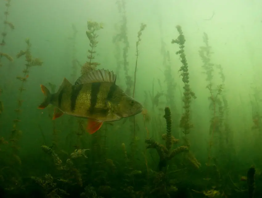 Les meilleurs postes pour pêcher la perche