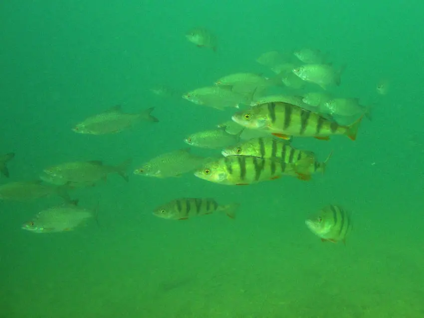 Les meilleurs postes pour pêcher la perche