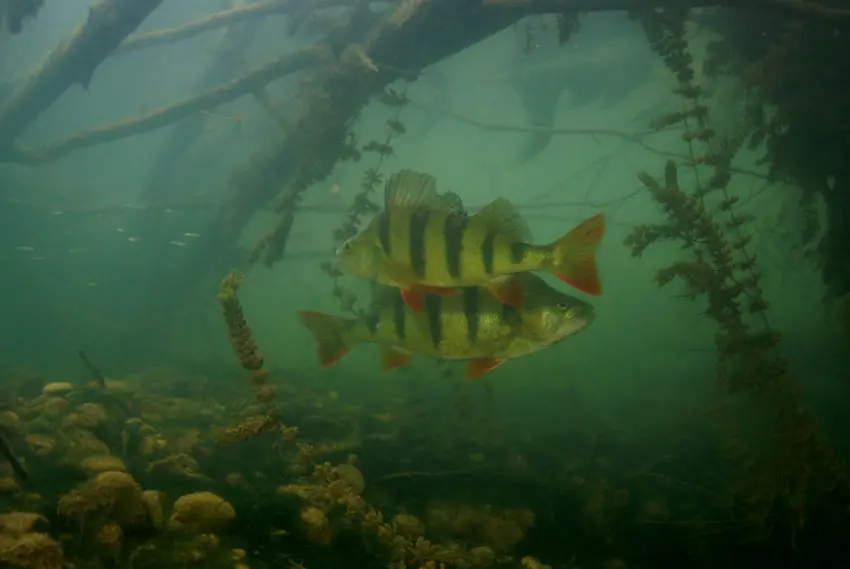 Les meilleurs postes pour pêcher la perche