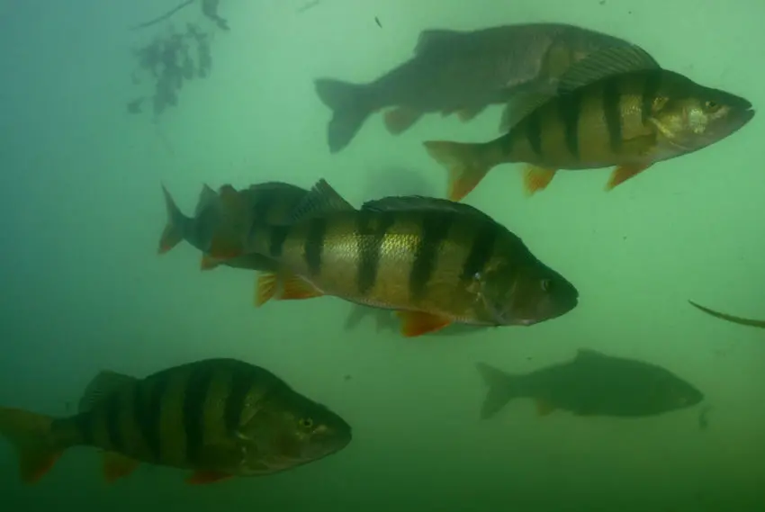 Les meilleurs postes pour pêcher la perche