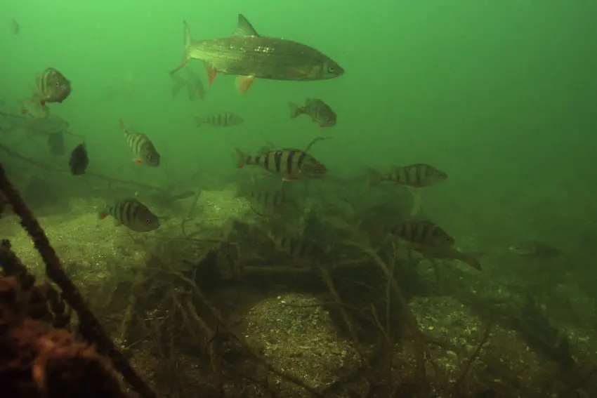 Les meilleurs postes pour pêcher la perche