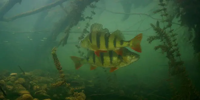 Les meilleurs postes pour pêcher la perche